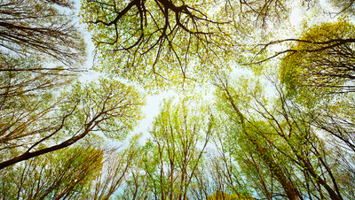 Department of Forestry and Nature Conservation圖片